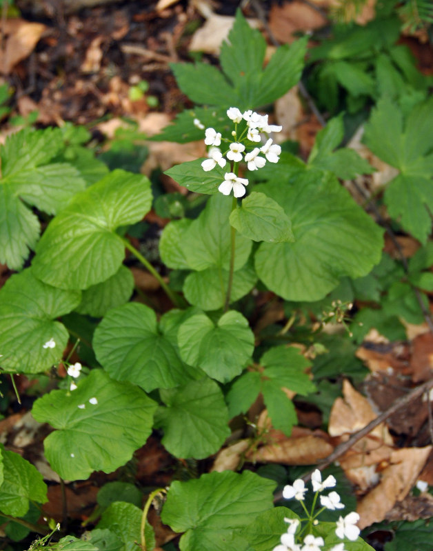 Image of Pachyphragma macrophyllum specimen.