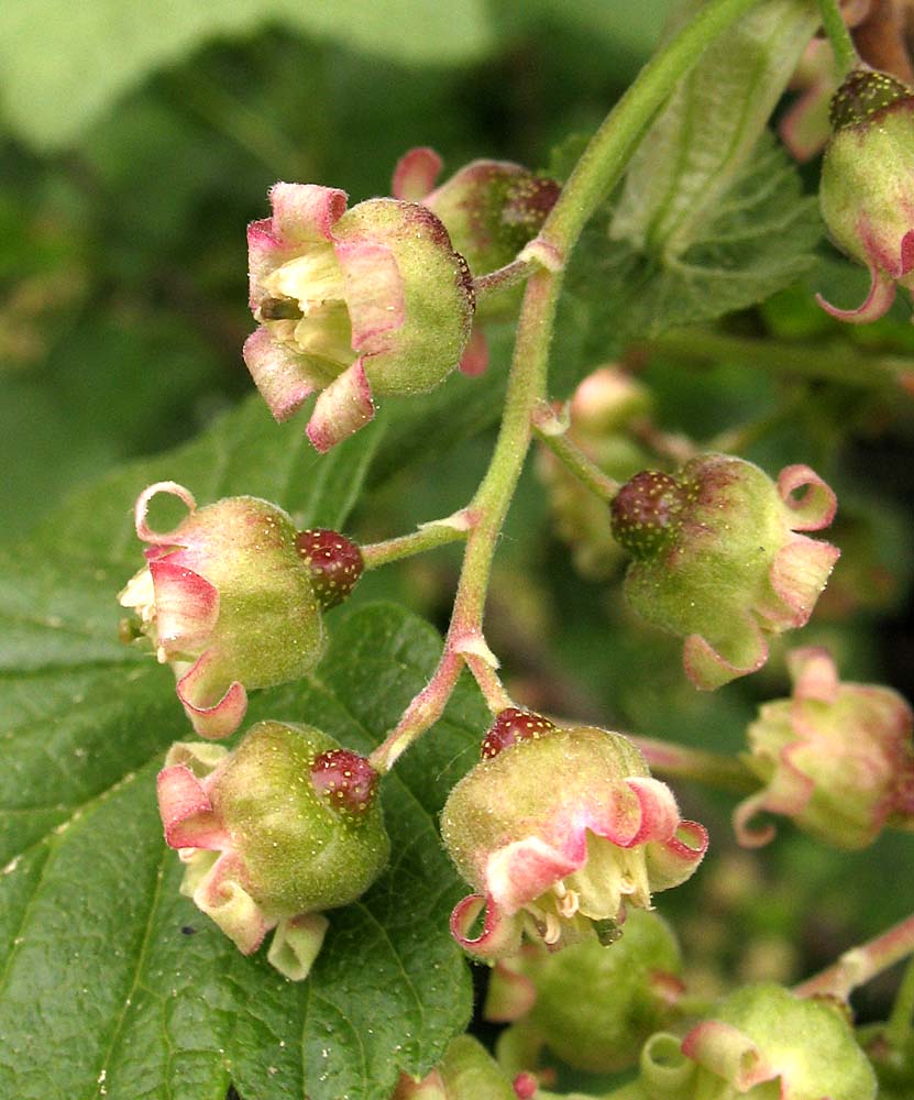 Image of Ribes nigrum specimen.