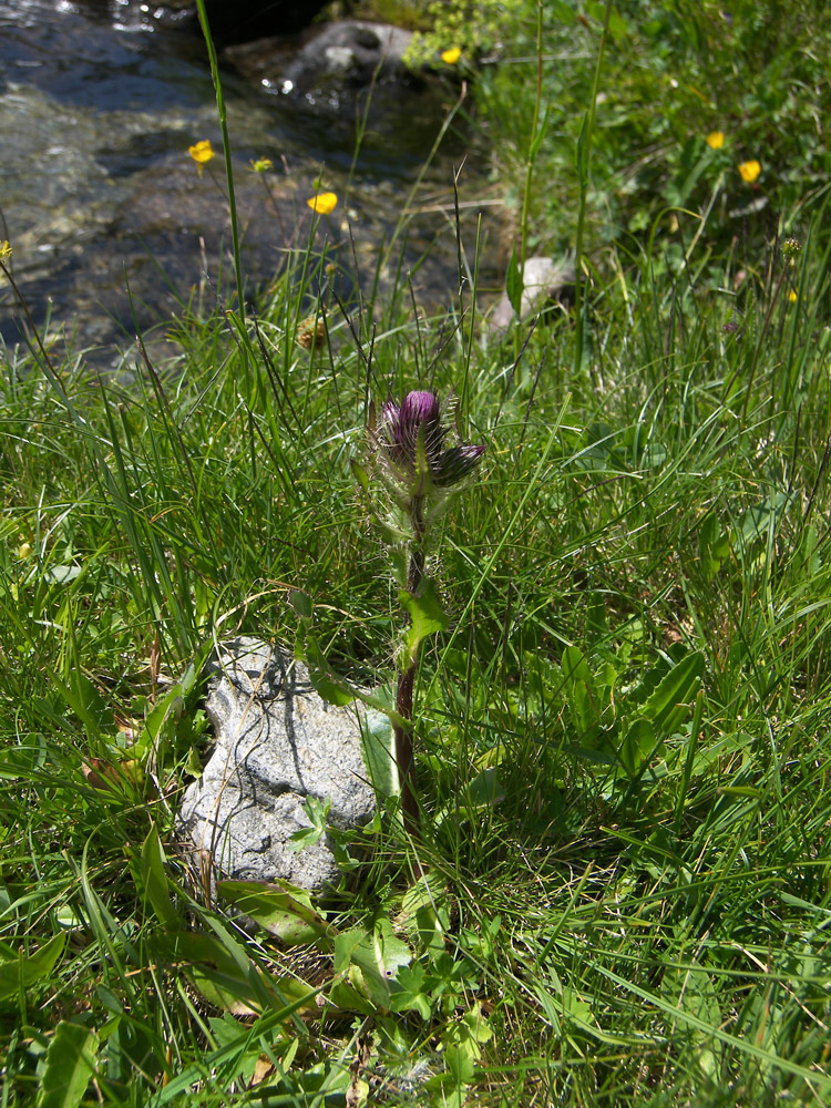 Image of Cirsium simplex specimen.