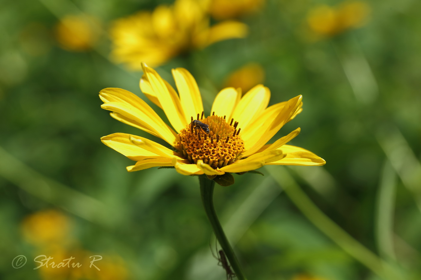 Image of Heliopsis helianthoides ssp. scabra specimen.