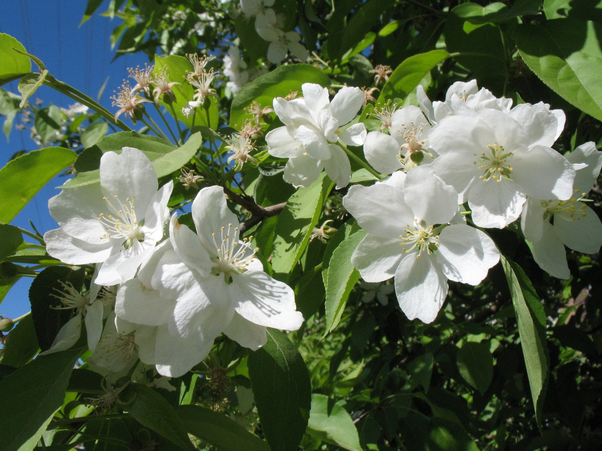 Image of Malus prunifolia specimen.