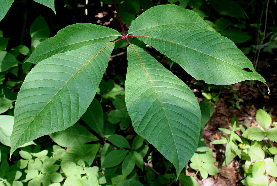 Image of Aesculus parviflora specimen.