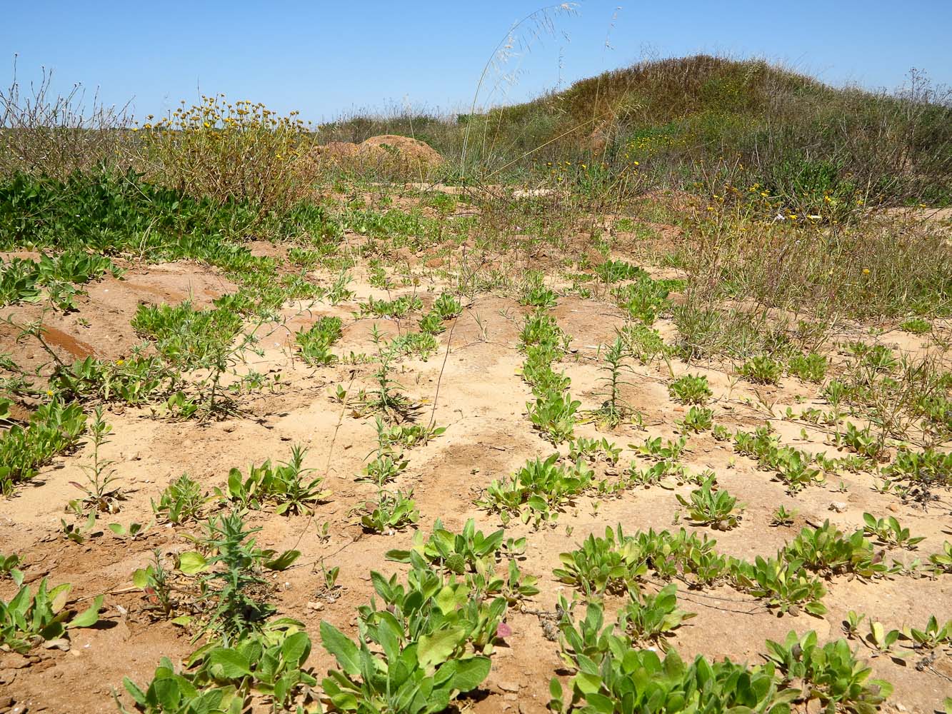 Image of Heterotheca subaxillaris specimen.