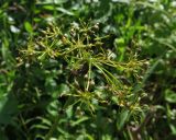 Смотреть изображение Berula erecta