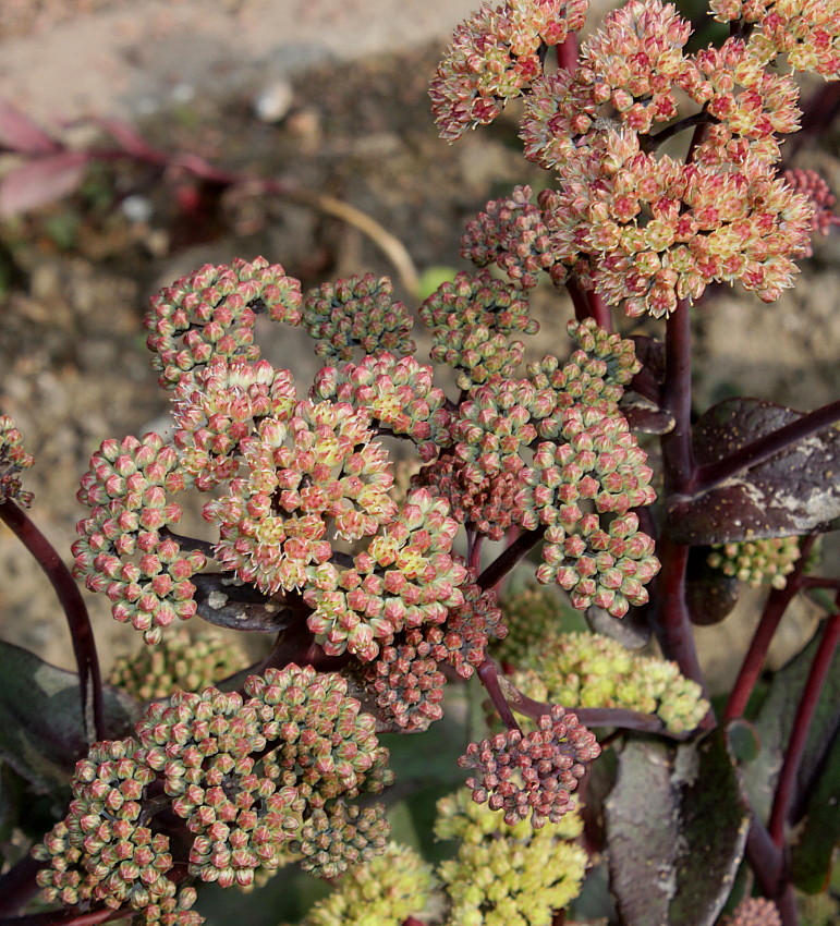 Изображение особи Hylotelephium triphyllum.