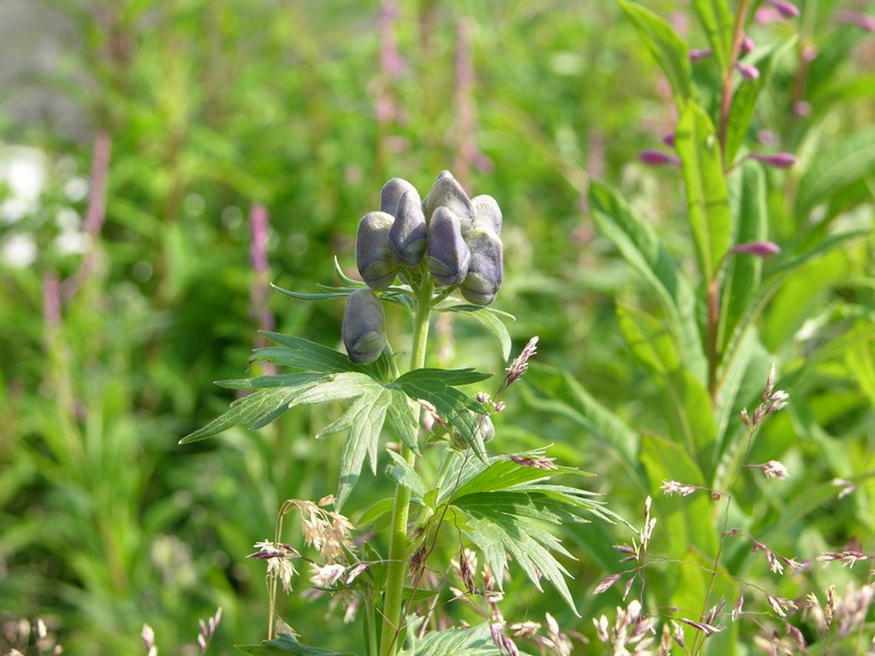 Изображение особи Aconitum maximum.