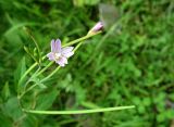 род Epilobium