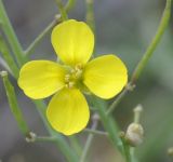 Diplotaxis tenuifolia. Цветок и плоды. Греция, Халкидики. 18.10.2009.