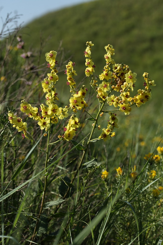 Image of Verbascum marschallianum specimen.