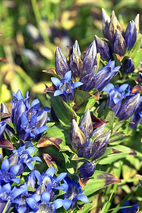 Image of Gentiana septemfida specimen.