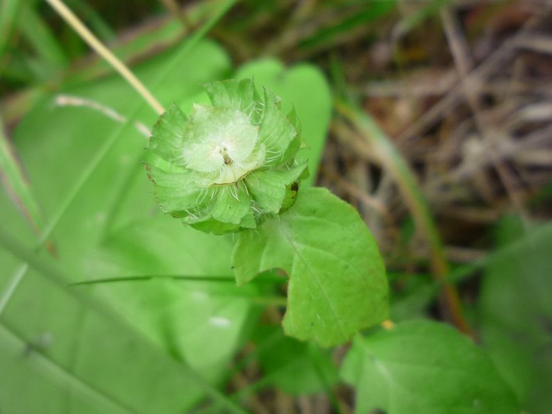 Image of Prunella vulgaris specimen.