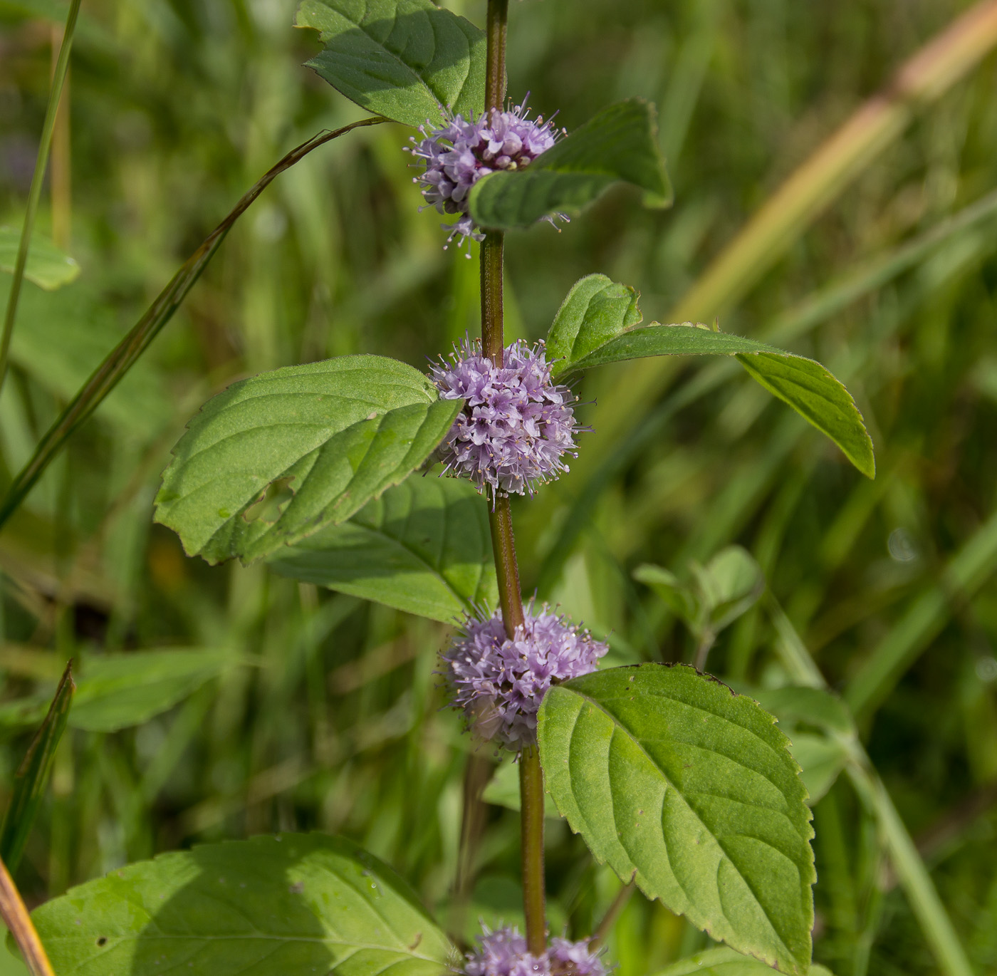 Изображение особи Mentha arvensis.