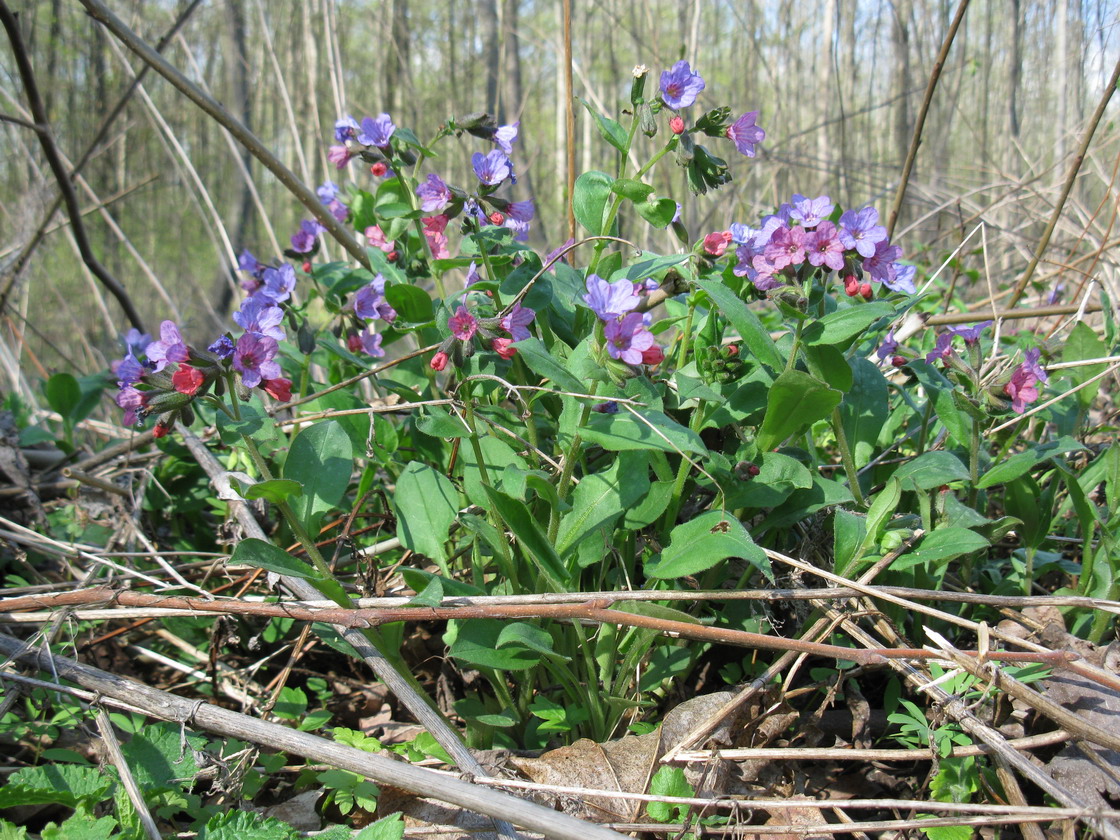 Изображение особи Pulmonaria obscura.