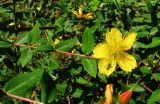 Hypericum calycinum. Верхушка побега с цветком. Краснодарский край, Сочи, Дендрарий. 01.07.2015.