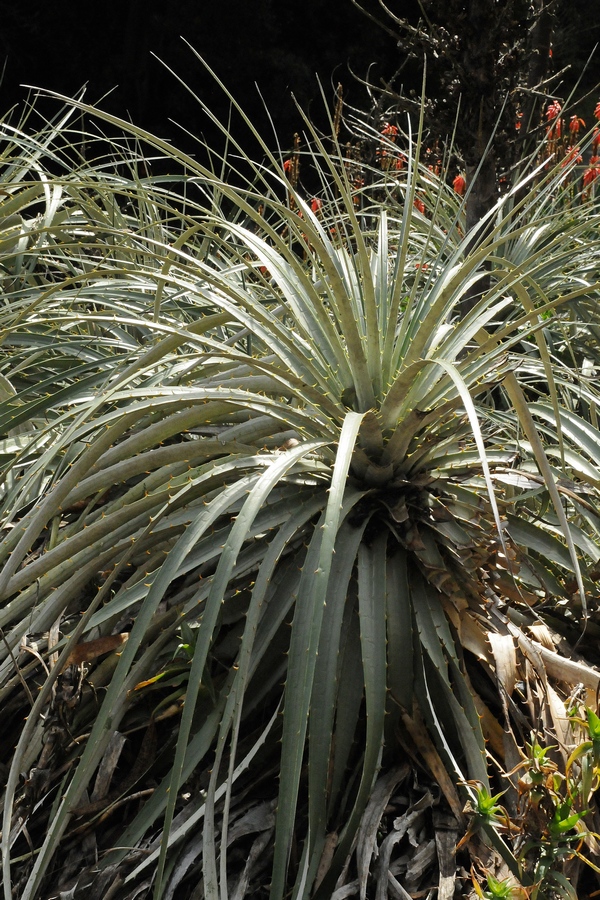 Image of Puya alpestris specimen.