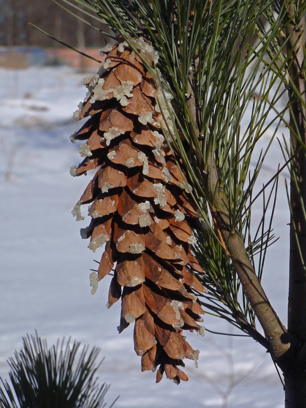 Image of Pinus peuce specimen.