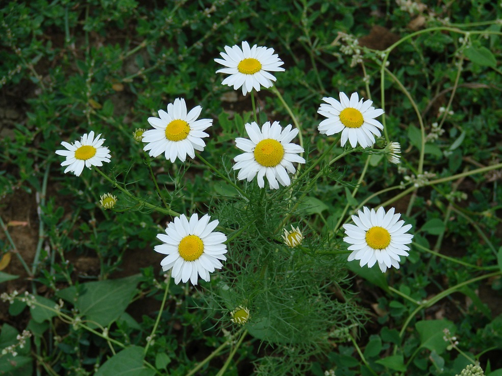 Изображение особи Tripleurospermum inodorum.