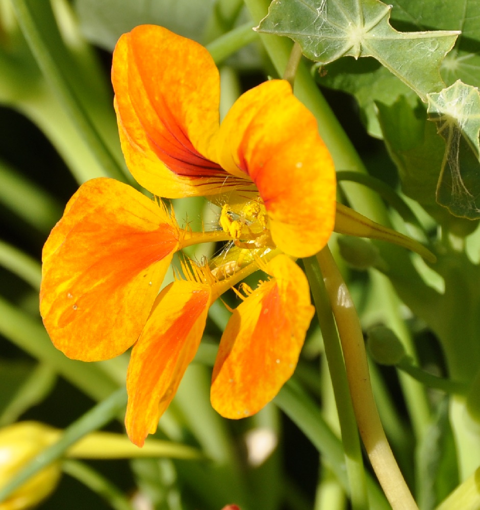 Image of Tropaeolum majus specimen.