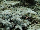 Picea pungens form glauca. Нижние ветви. Иркутск, в озеленении. 10.07.2014.