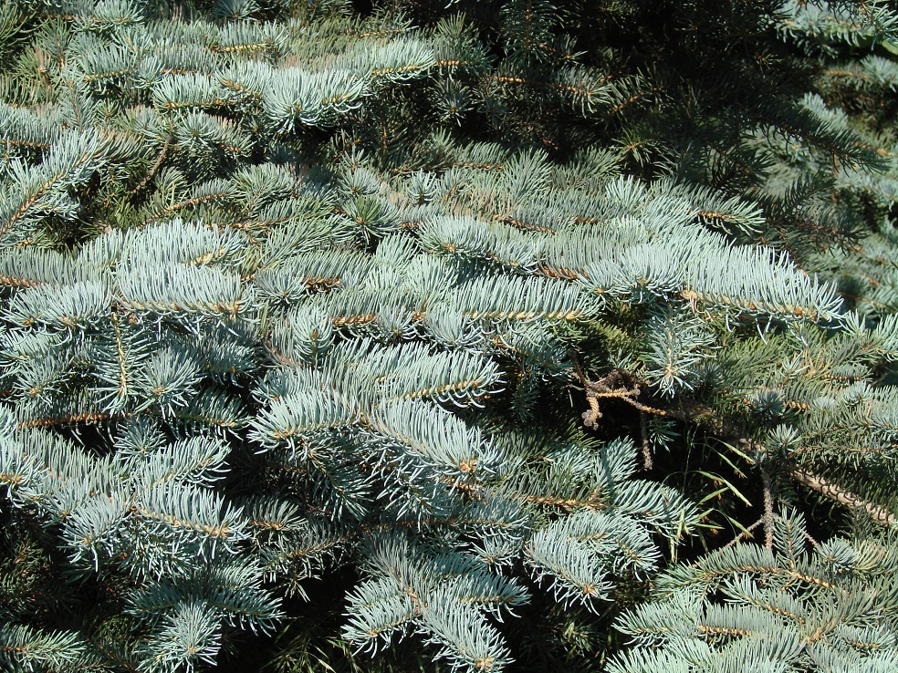 Image of Picea pungens f. glauca specimen.