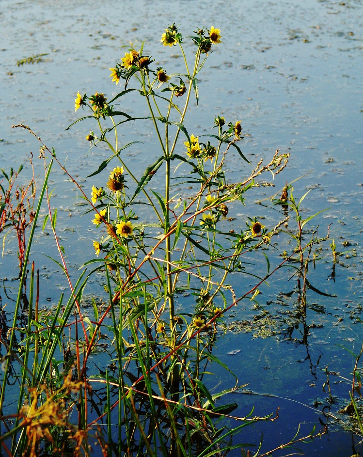 Image of Bidens cernua var. radiata specimen.