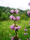 Phlomoides tuberosa