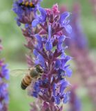 Salvia deserta. Верхушка цветущего растения с фуражирующей пчелой медоносной (Apis mellifera L.). Восточный Казахстан, Уланский р-н, окр. с. Украинка, луг. 17.07.2005.