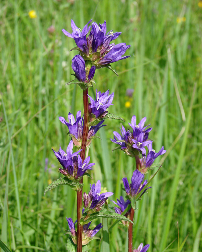 Image of Campanula glomerata specimen.