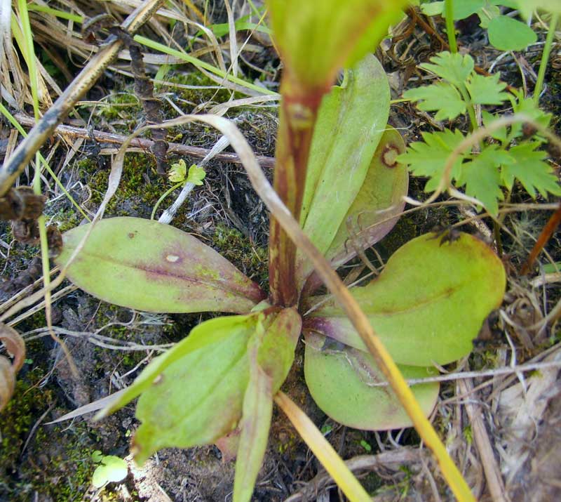 Изображение особи Gentianopsis barbata.