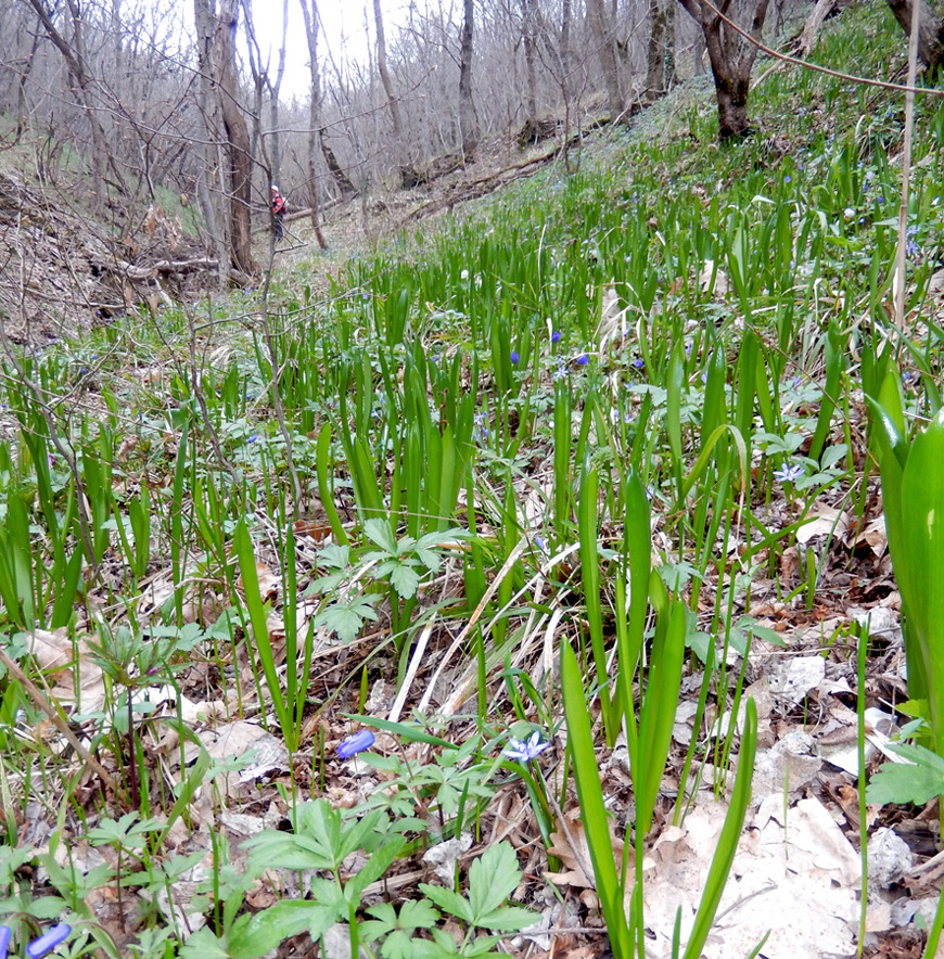 Image of Ornithogalum arcuatum specimen.