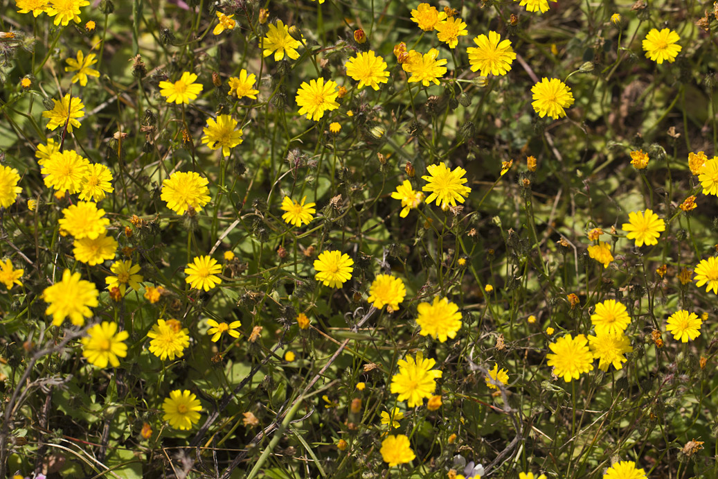 Image of genus Crepis specimen.