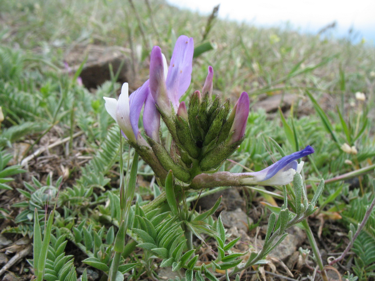 Изображение особи Astragalus kurdaicus.