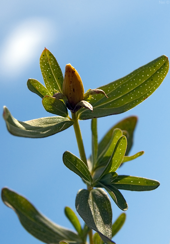 Image of Hypericum perforatum specimen.