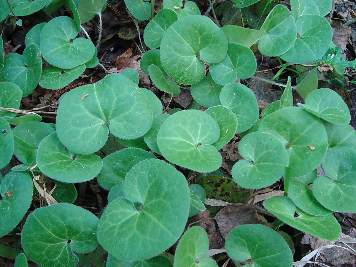 Image of Asarum europaeum specimen.