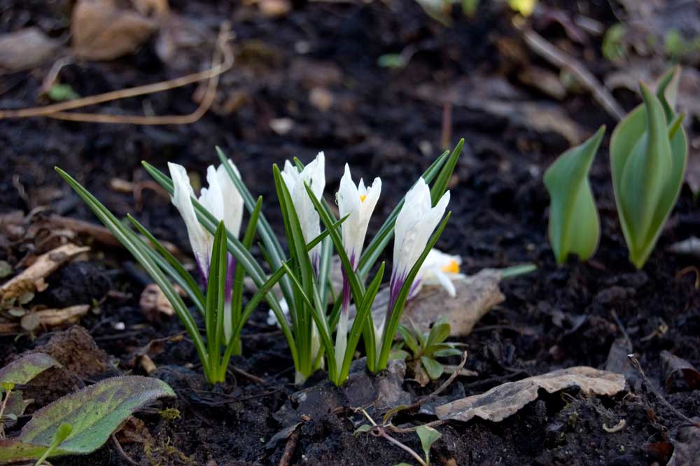 Изображение особи Crocus vernus.