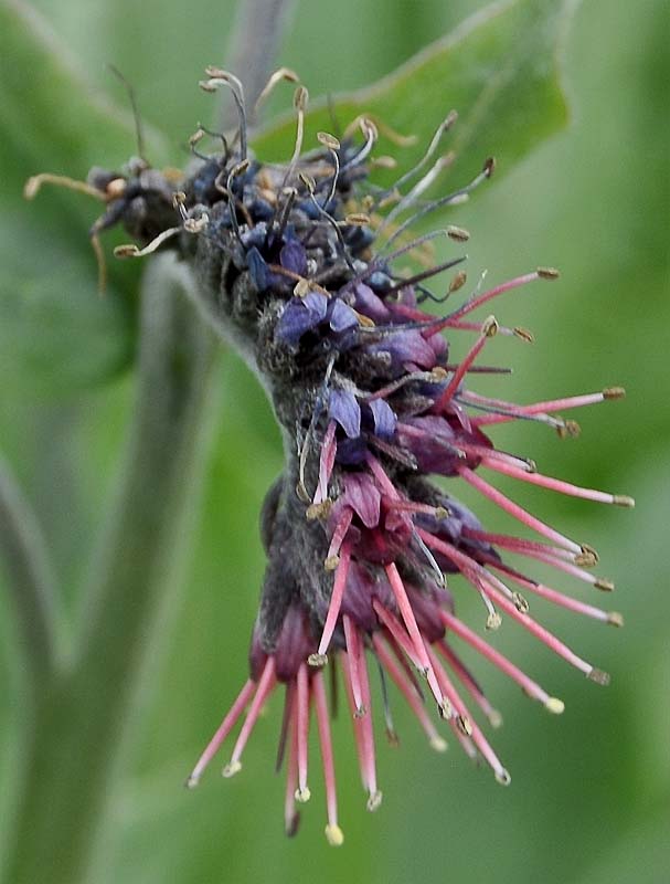 Image of Solenanthus stamineus specimen.