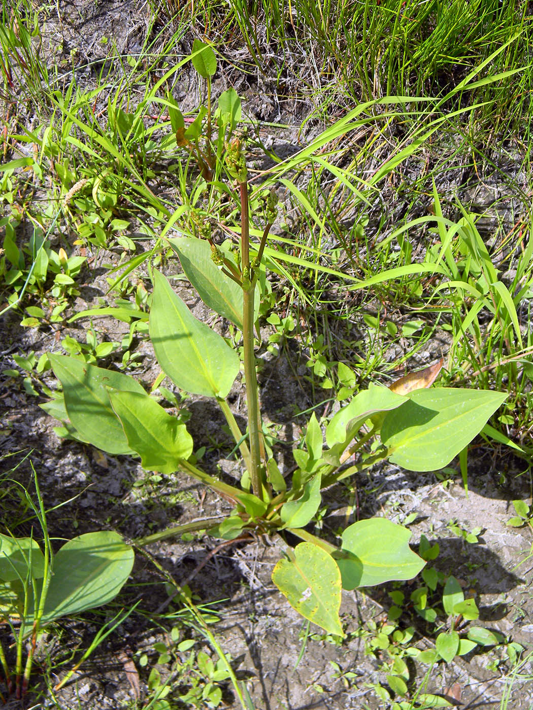 Image of Alisma plantago-aquatica specimen.