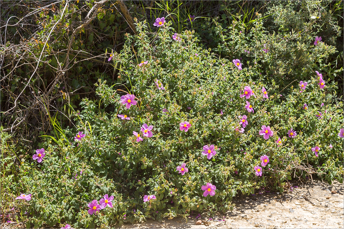 Image of Cistus creticus specimen.