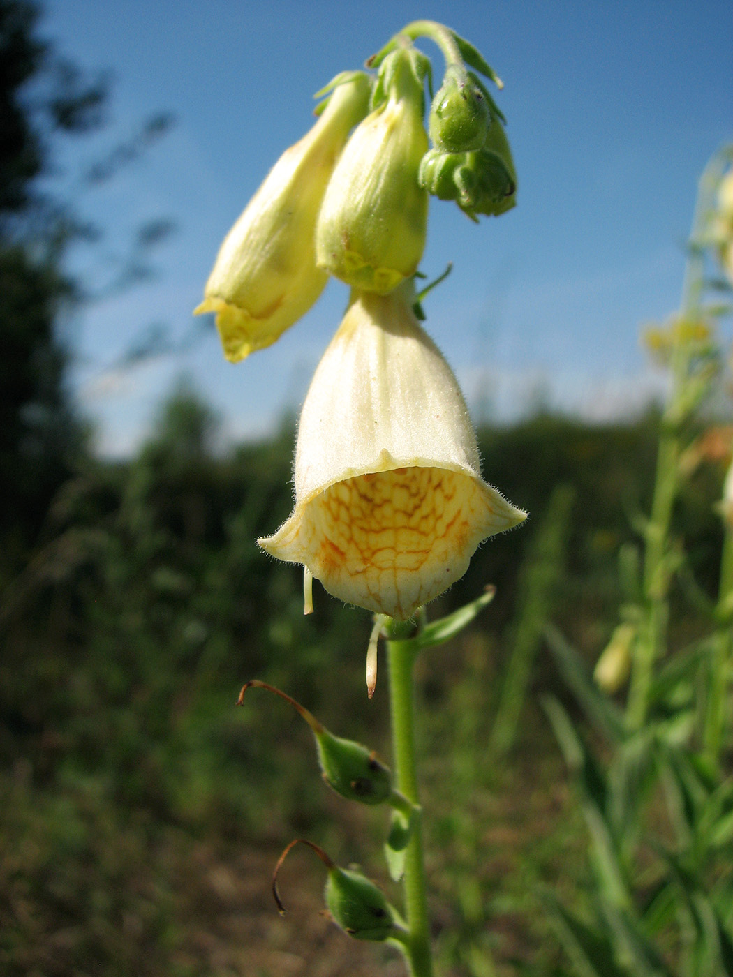 Image of Digitalis grandiflora specimen.