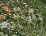 Cirsium echinus