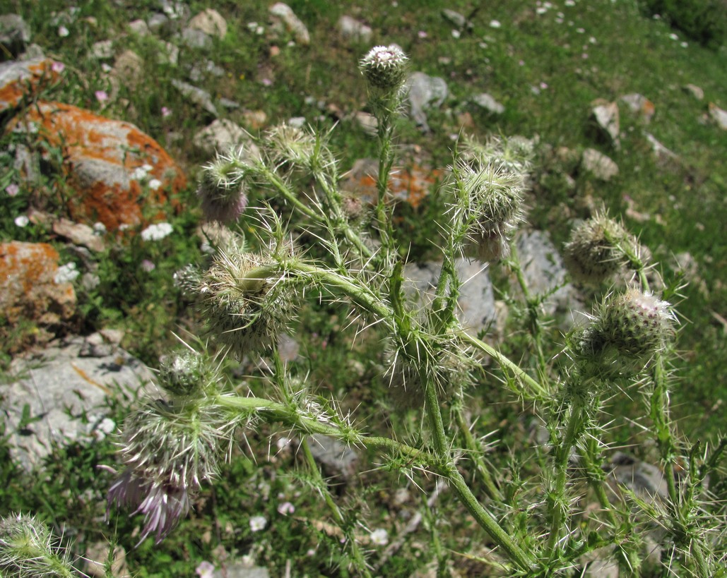 Image of Cirsium echinus specimen.