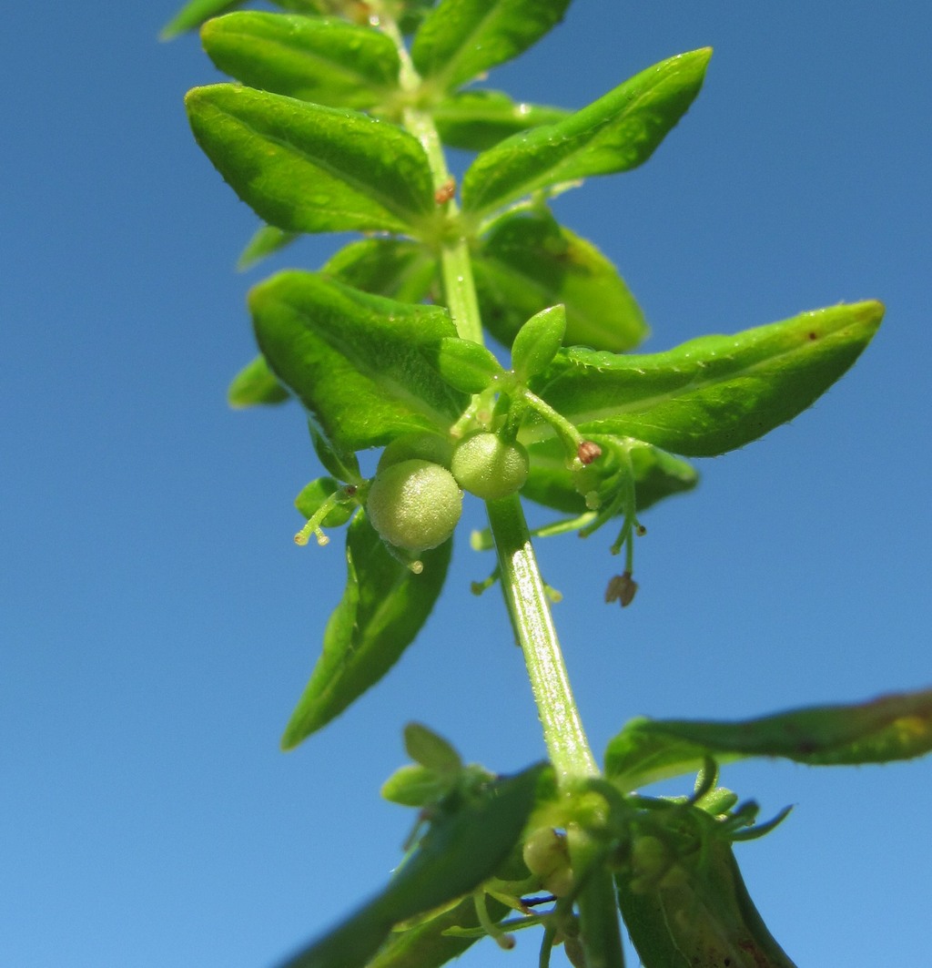 Изображение особи Cruciata coronata.