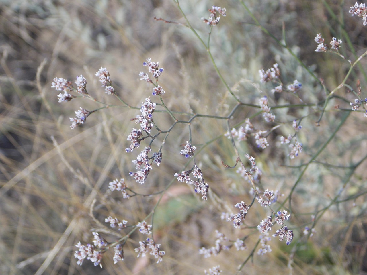 Изображение особи Limonium bungei.