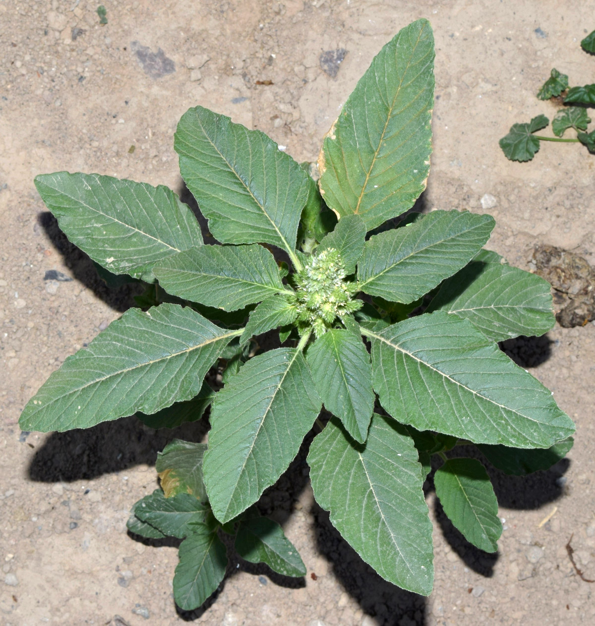 Image of Amaranthus retroflexus specimen.