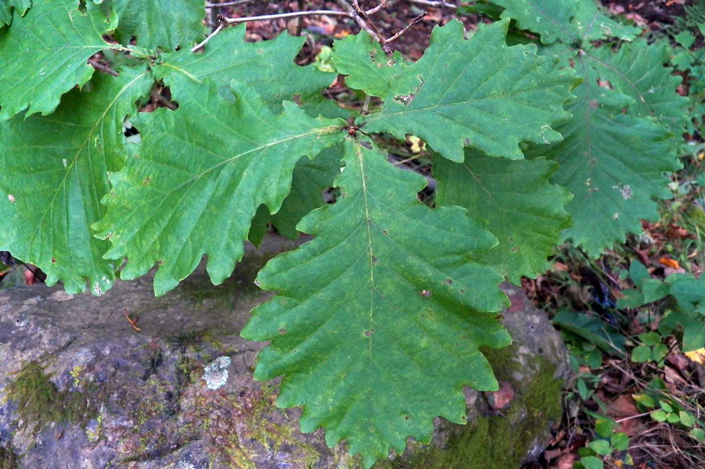 Image of Quercus mongolica specimen.