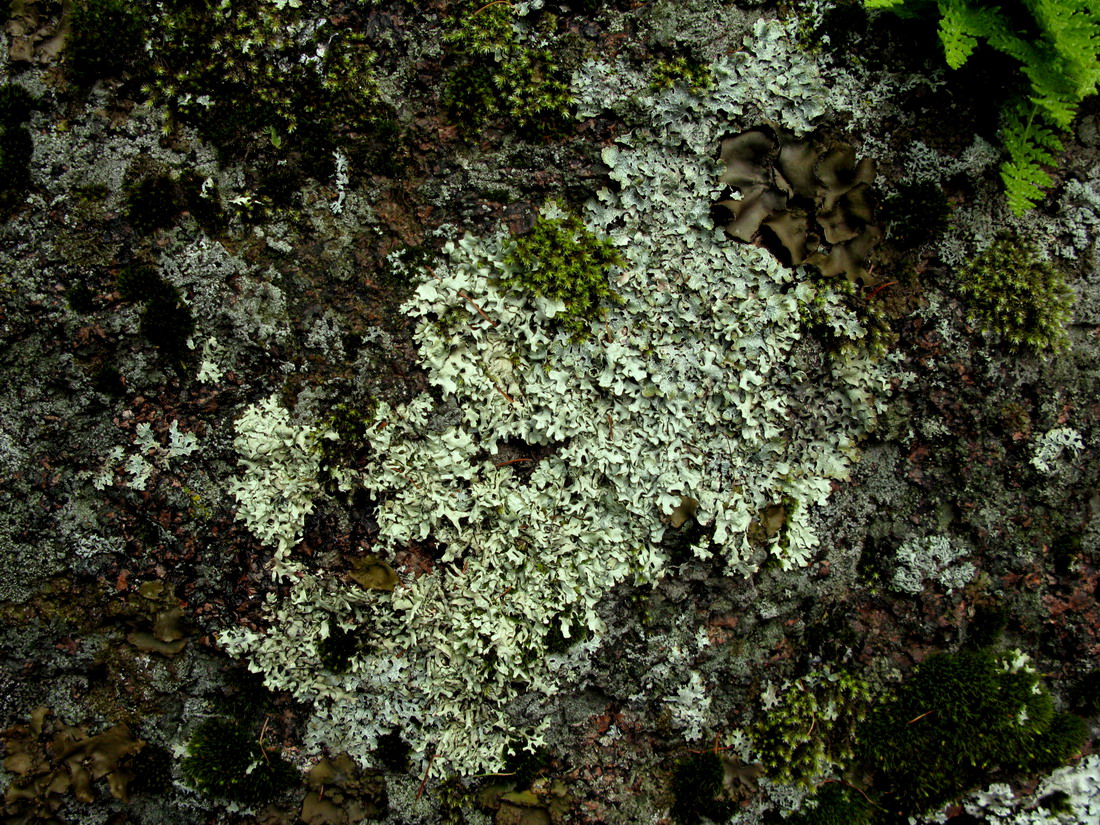 Image of Xanthoparmelia stenophylla specimen.