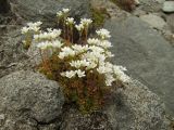 Saxifraga derbekii. Цветущие растения на скале. Магаданская обл., Ольский р-н, Ольское побережье, распадок руч. Наледный. 15.07.2015.