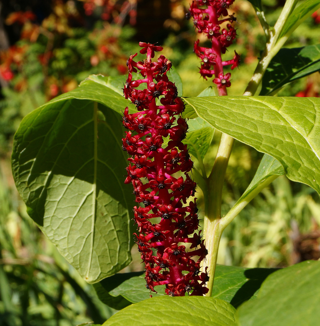 Image of Phytolacca acinosa specimen.