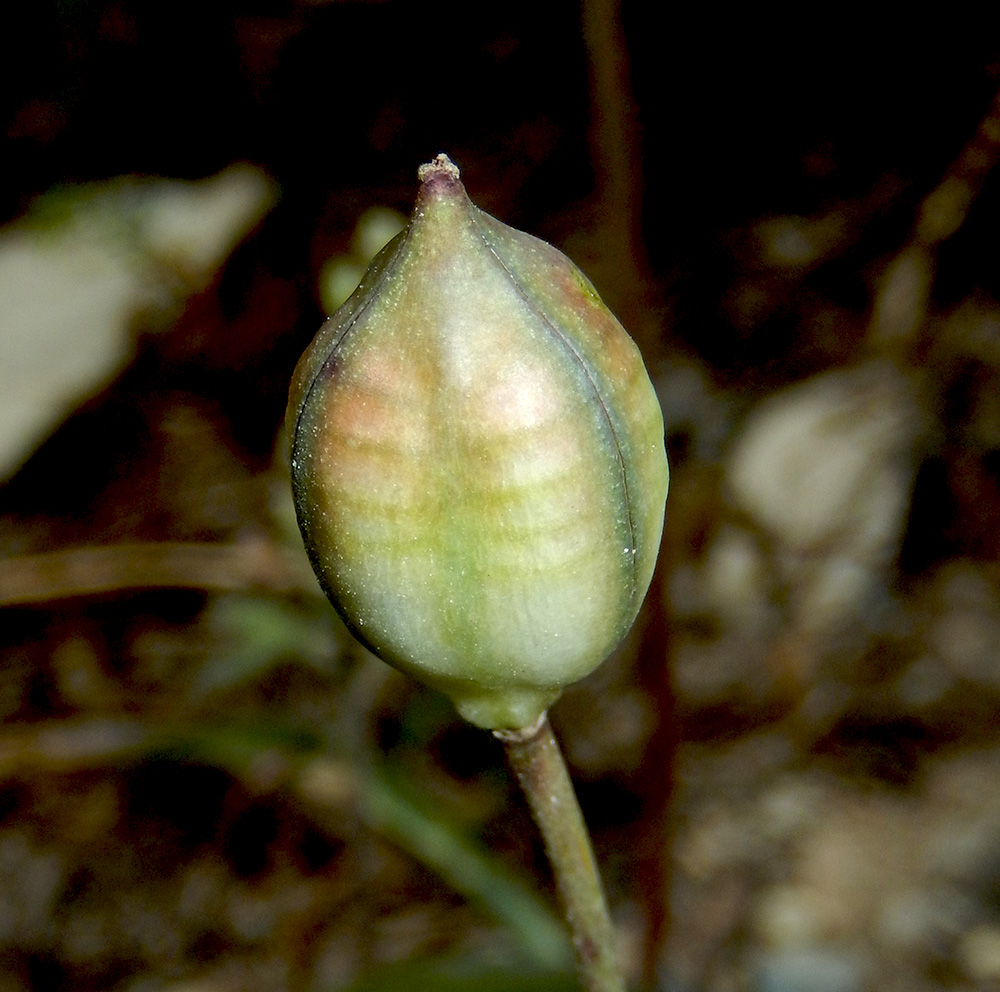 Image of Tulipa australis specimen.