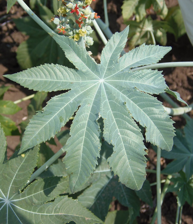 Изображение особи Ricinus communis.